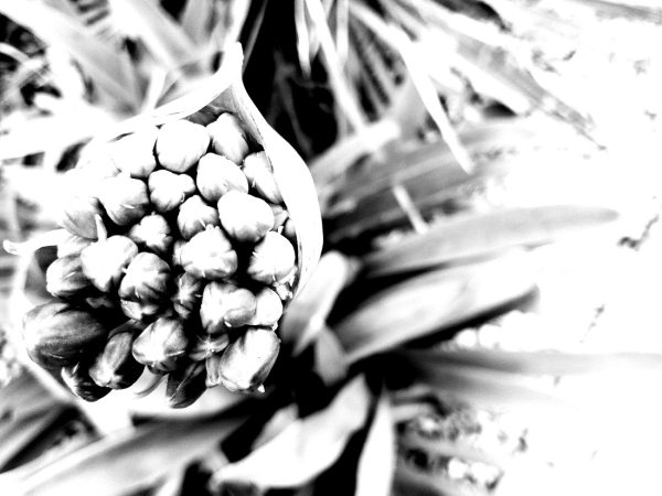 FUTURE NATURE