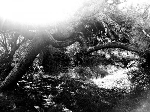 TURNING TO TREES III